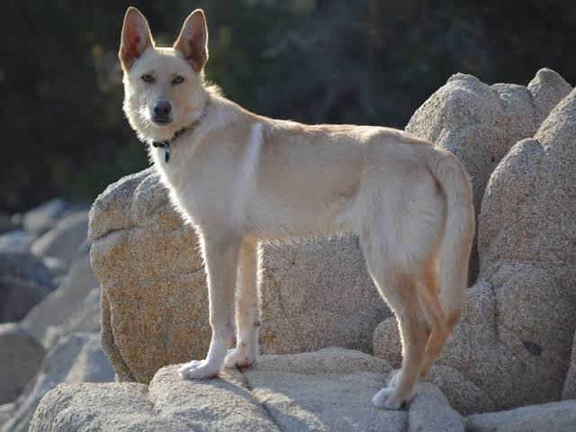 🐶 Cuando el dolor no se ve: el caso de un can de palleiro herido en el&nbsp;ojo