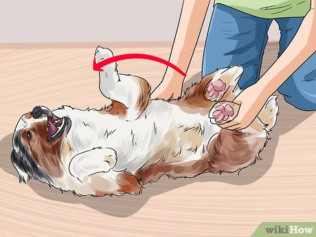 Cuando tumban a un perro boca arriba en pleno paseo: una reflexión desde el&nbsp;Gaiás