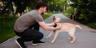 Mordida por redireccionamiento en&nbsp;perros